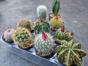 10 assorted cacti plants- PACK100 10 assorted cacti plants- PACK100