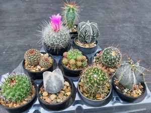 10 assorted cacti plants- PACK102 10 assorted cacti plants- PACK102