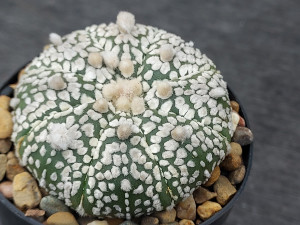 Astrophytum asterias cv superkabuto #SK265 Astrophytum asterias cv superkabuto #SK265