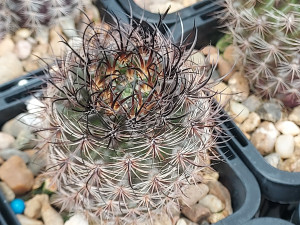 Neoporteria kunzei Neoporteria kunzei