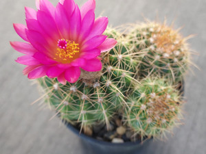 Parodia hybrid - PH003 Parodia hybrid - PH003