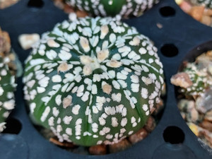 Astrophytum asterias cv superkabuto Astrophytum asterias cv superkabuto