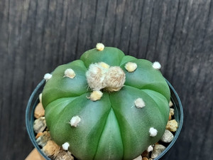 Astrophytum asterias cv fukuryu- #AAF01 Astrophytum asterias cv fukuryu- #AAF01