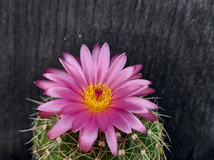 Parodia hybrid - PH008