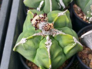 SEEDS- Astrophytum myriostigma hybrid  (10) cactus seeds SEEDS- Astrophytum myriostigma hybrid  (10) cactus seeds