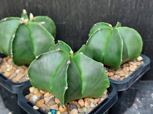 SEEDS- Astrophytum myriostigma v nudum-  (20) cactus seeds SEEDS- Astrophytum myriostigma v nudum-  (20) cactus seeds