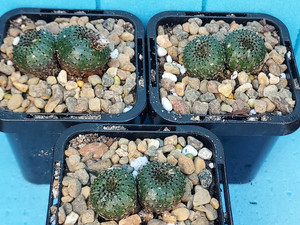 Frailea phaeodisca Frailea phaeodisca