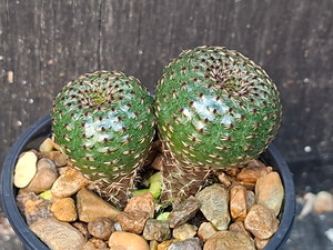 Frailea phaeodisca cactus plant