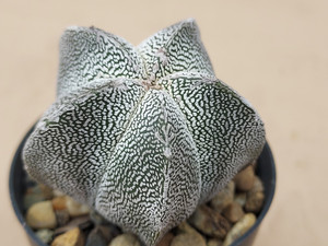 Astrophytum myriostigma cv onzuka - #739 Astrophytum myriostigma cv onzuka - #739