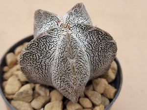 Astrophytum myriostigma cv onzuka V type - #740 Astrophytum myriostigma cv onzuka V type - #740