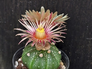 Astrophytum asterias shiowa flower #ASTSF4 Astrophytum asterias shiowa flower #ASTSF4