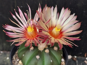Astrophytum asterias shiowa flower #ASTSF5 Astrophytum asterias shiowa flower #ASTSF5