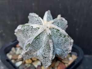Astrophytum myriostigma cv fukuryu - #112 Astrophytum myriostigma cv fukuryu - #112