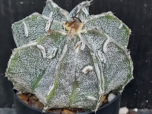 Astrophytum ornatum hybrid-AOHJ04 Astrophytum ornatum hybrid-AOHJ04