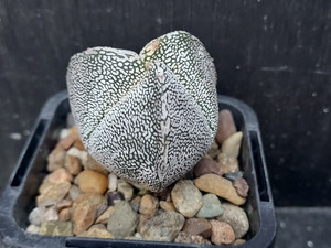 Astrophytum myriostigma cv  onzuka tricostatum #TRIC04 Astrophytum myriostigma cv  onzuka tricostatum #TRIC04