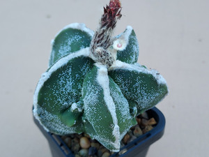 SEEDS- Astrophytum myriostigma cv fukuryu - (15) cactus seeds #AMF64 SEEDS- Astrophytum myriostigma cv fukuryu - (15) cactus seeds #AMF64