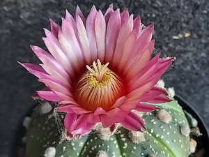 Astrophytum asterias -  #AAA188 Astrophytum asterias -  #AAA188
