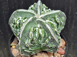 Astrophytum myriostigma cv fukuryu - #118