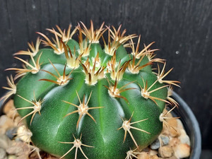 Melocactus disciformis Melocactus disciformis