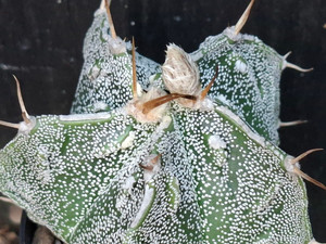 Astrophytum ornatum cv  fukuryu- AOF05