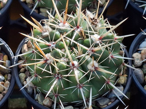 SEEDS- Parodia mammulosa-  (20) cactus seeds