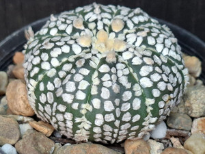 Astrophytum asterias cv superkabuto #SK242