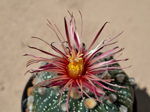 Astrophytum asterias shiowa flower #SF12