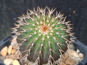 Uebelmannia hybrid- UEB126