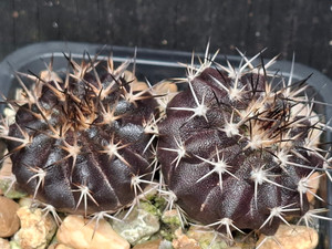 Uebelmannia hybrid- UEB128