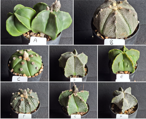 Astrophytum assorted- Mix'n'Match