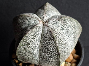 Astrophytum myriostigma cv onzuka - #713