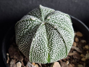 Astrophytum coahuilense hybrid