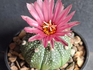 Astrophytum asterias -  #AAA153