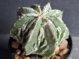 Astrophytum myriostigma cv fukuryu - #115