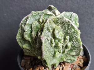 Astrophytum myriostigma cv fukuryu - #112