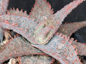 Aloe hybrid 'Raspberry Delight' succulent plant
