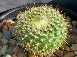 Parodia graessneri Parodia graessneri