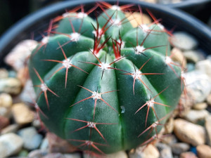 Parodia hybrid Parodia hybrid