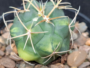Thelocactus heterochromus v longispinus variegated