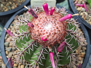Mature Melocactus conoideus cactus plant with seed pods