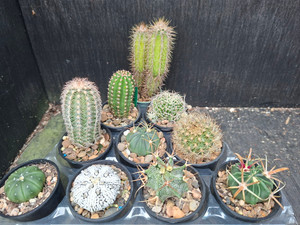 10 assorted cacti plants- PACK23