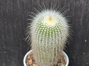Parodia lenninghausii cv albispina