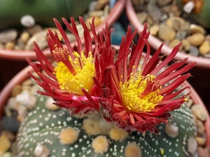 SEEDS- Astrophytum asterias-Shiowa Flower Mix - (15) cactus seeds AASF01