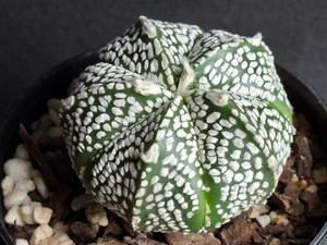 Astrophytum coahuilense hybrid  #ACH109