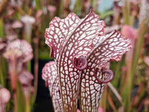 Sarracenia - Mid strong red thick veins