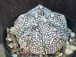Astrophytum coahuilense hybrid  #ACH114