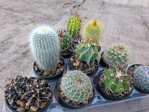 10 assorted cacti plants- PACK#51
