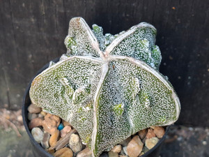 Astrophytum myriostigma cv fukuryu - #136