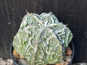Astrophytum myriostigma cv fukuryu - #137