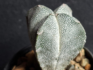 Astrophytum myriostigma cv onzuka - #820